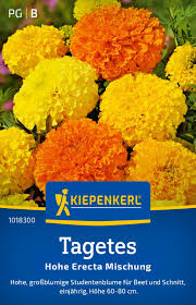 Attēlu rezultāti vaicājumam “Tagetes”
