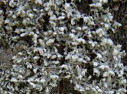 Attēlu rezultāti vaicājumam “Physcia adscendens”