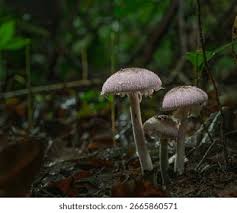 Attēlu rezultāti vaicājumam “Macrolepiota”