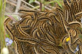 Attēlu rezultāti vaicājumam “Malacosoma castrensis”