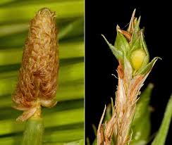 Attēlu rezultāti vaicājumam “Cyperaceae”