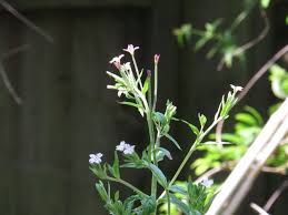 Attēlu rezultāti vaicājumam “Epilobium montanum flower”