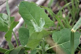 Attēlu rezultāti vaicājumam “Atriplex calotheca leaf”