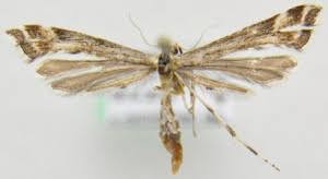 Attēlu rezultāti vaicājumam “Platyptilia sp.”