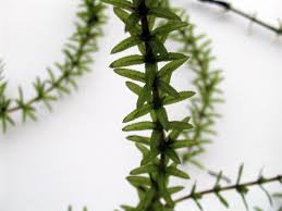 Attēlu rezultāti vaicājumam “Hydrilla verticillata leaf”