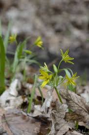 Attēlu rezultāti vaicājumam “Gagea pratensis flower”
