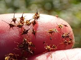 Attēlu rezultāti vaicājumam “Rumex maritimus fruit”