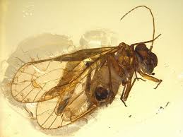 Attēlu rezultāti vaicājumam “Psocoptera”