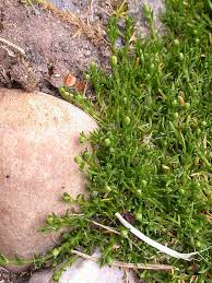 Attēlu rezultāti vaicājumam “Sagina procumbens flower”