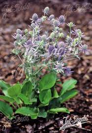 Attēlu rezultāti vaicājumam “Eryngium planum fruit”