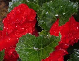 http://t0.gstatic.com/images?q=tbn:ANd9GcTPHb00vaUCOvTvPdmozdN444jnebN7253HnASmfSDT6XZYJeYc