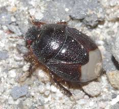 Attēlu rezultāti vaicājumam “Cydnidae”