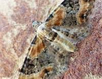 Attēlu rezultāti vaicājumam “Eupithecia linariata”