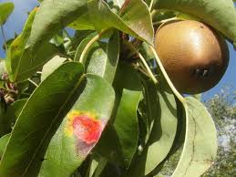 Attēlu rezultāti vaicājumam “Gymnosporangium sabinae”