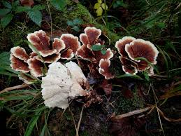 Attēlu rezultāti vaicājumam “Amaurochaete atra spores”