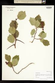 Attēlu rezultāti vaicājumam “Crataegus chrysocarpa”