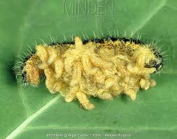 Attēlu rezultāti vaicājumam “Pieris brassicae larva”