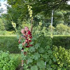 Image result for Alcea rugosa
