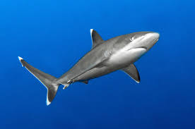 Image result for Carcharhinus
