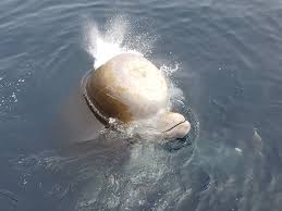 Image result for Hyperoodon ampullatus