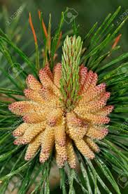 Attēlu rezultāti vaicājumam “Pinus sylvestris female flower”