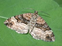 Attēlu rezultāti vaicājumam “Xanthorhoe biriviata”