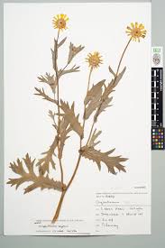 Image result for Chrysanthemum segetum