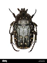 Attēlu rezultāti vaicājumam “Oxythyrea funesta”