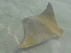 Image result for Rhinoptera brasiliensis