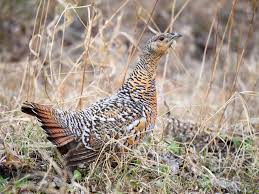 Attēlu rezultāti vaicājumam “Tetrao urogallus female”