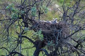 Attēlu rezultāti vaicājumam “Buteo buteo nest”