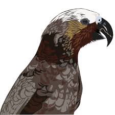 Image result for Kea Smbc