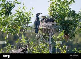 Attēlu rezultāti vaicājumam “Phalacrocorax carbo nest”