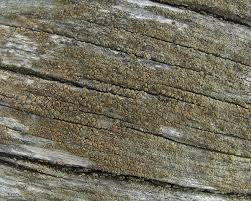 Attēlu rezultāti vaicājumam “Lecanora albella”