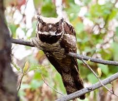 Attēlu rezultāti vaicājumam “Cribraria oregana macro”