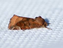 Attēlu rezultāti vaicājumam “Cosmia pyralina”