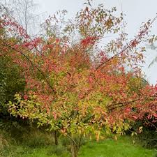 Attēlu rezultāti vaicājumam “Euonymus europaeus”
