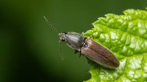 Attēlu rezultāti vaicājumam “Athous sp.”