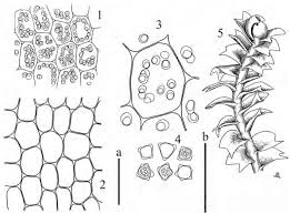 Attēlu rezultāti vaicājumam “Lophozia longidens”