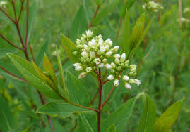 Attēlu rezultāti vaicājumam “Silene tatarica bud”
