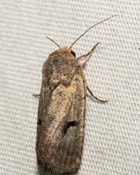 Attēlu rezultāti vaicājumam “Noctuidae”