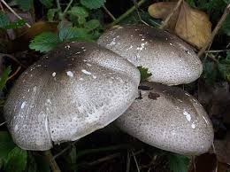 Attēlu rezultāti vaicājumam “Agaricus”