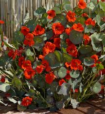 Image result for Tropaeolum minus