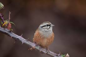 Image result for Emberiza cia
