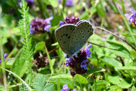 Attēlu rezultāti vaicājumam “Phengaris arion upperside”