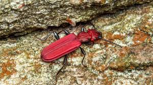 Attēlu rezultāti vaicājumam “Cucujus cinnaberinus”