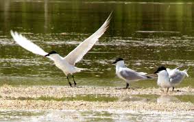 Image result for Gelochelidon nilotica