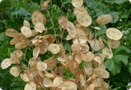Image result for Lunaria annua