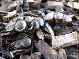 Attēlu rezultāti vaicājumam “Cyathus striatus”