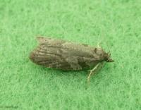 Attēlu rezultāti vaicājumam “Eana incanana”